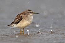 Bruchwasserlaeufer